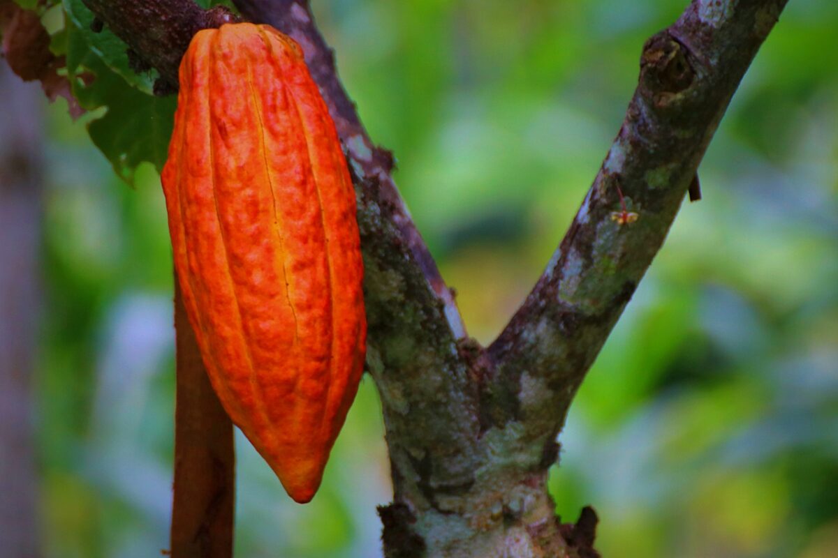 cacao pod, cacao fruit, cacao