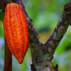 cacao pod, cacao fruit, cacao