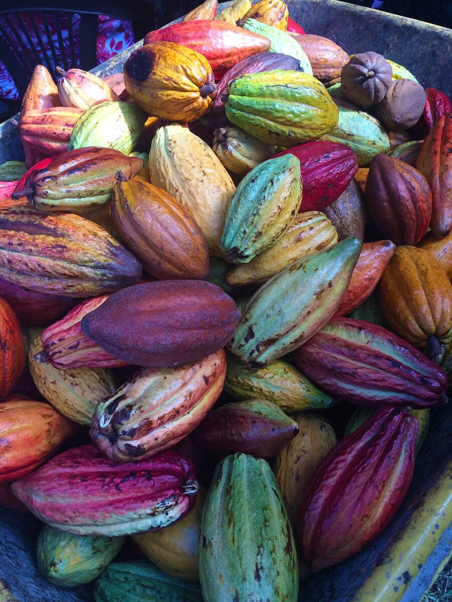 cocoa pods, chocolate pods, fresh