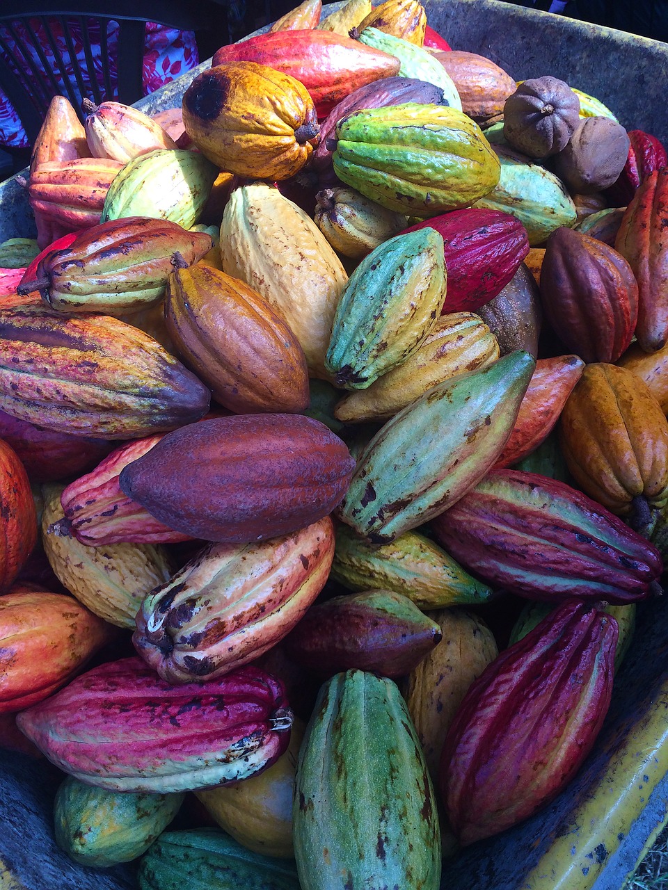 cocoa pods, chocolate pods, fresh